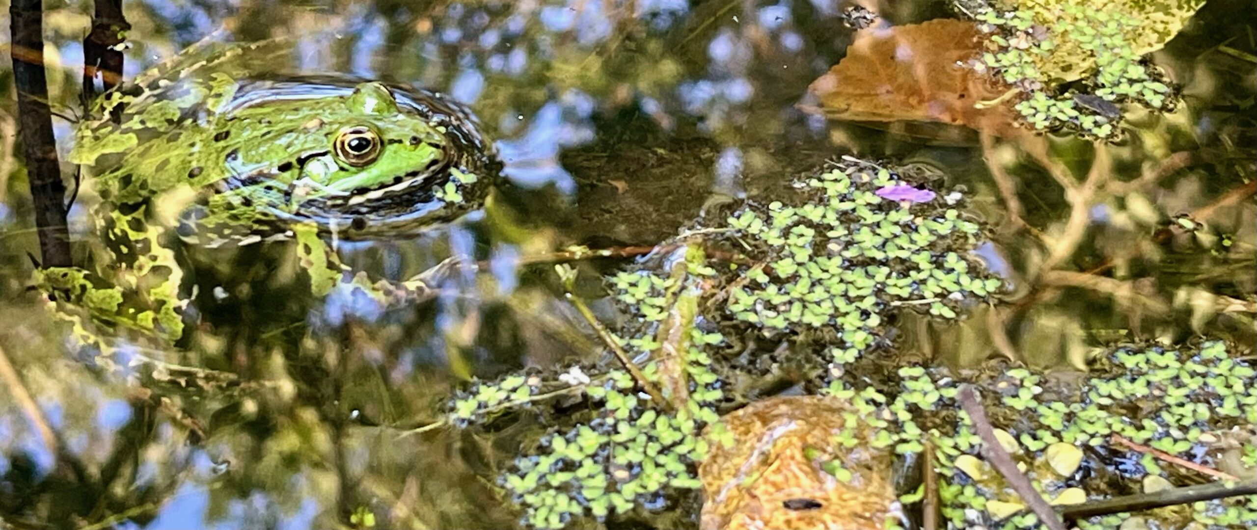 Kikkerklokkerel